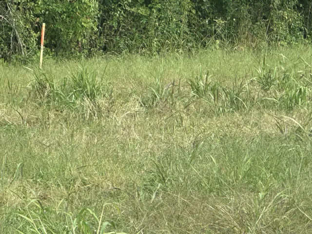 a view of a lush green field