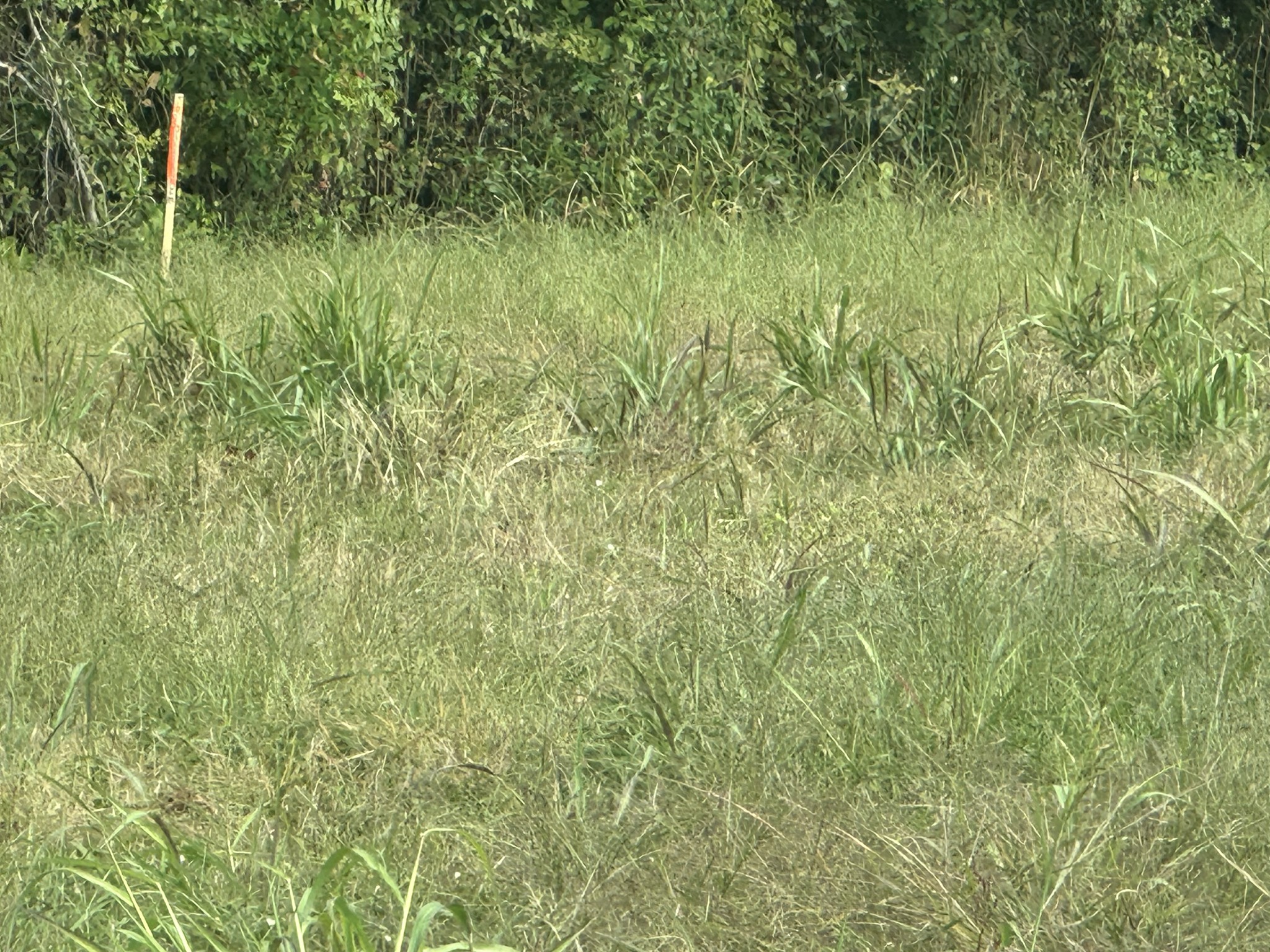 0 North Pitt Road Springfield, TN 37172 - Photo 3 of 7 a view of a lush green field