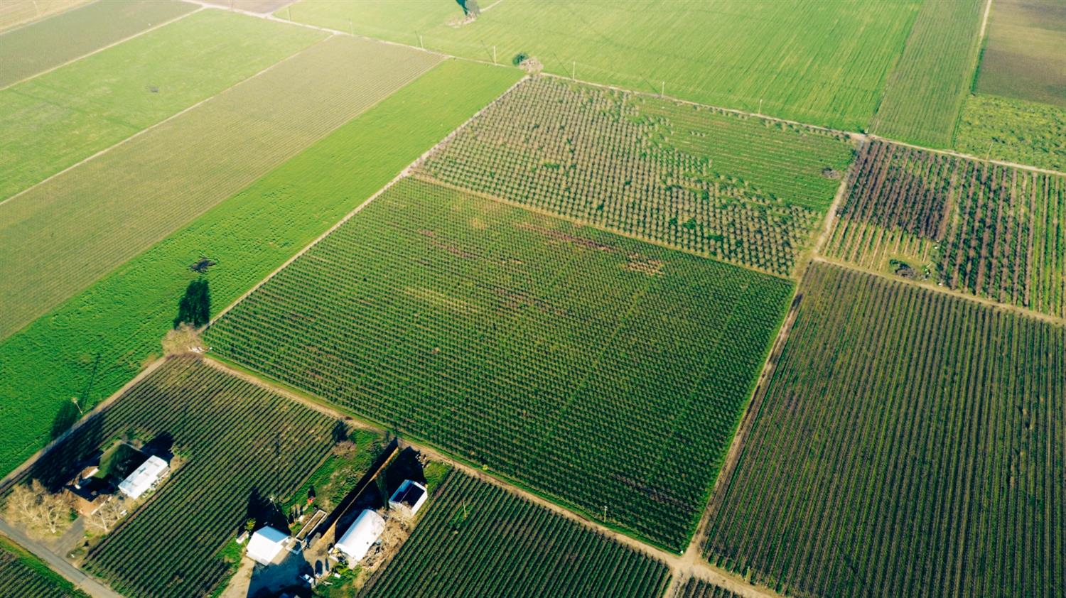 15910 North Locust Tree Road Lodi, CA 95240 - Photo 12 of 24 a green field with lots of green trees in the background