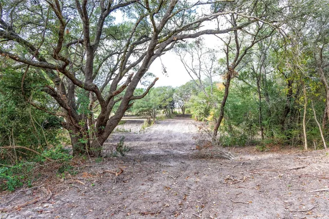 a view of a forest with trees