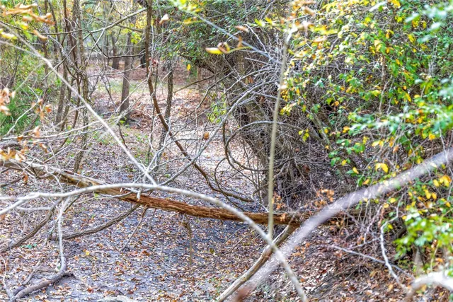 a view of a forest with trees