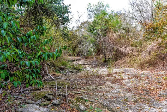 a view of a forest filled with trees