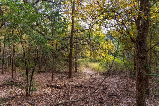 a view of a forest filled with trees