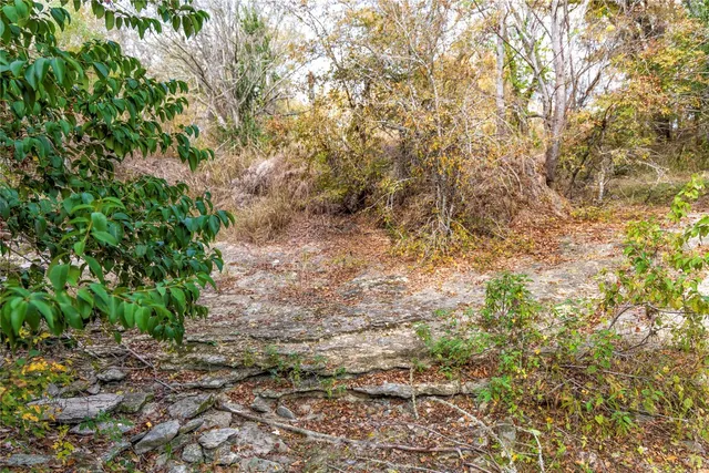 a view of a forest with trees in the background
