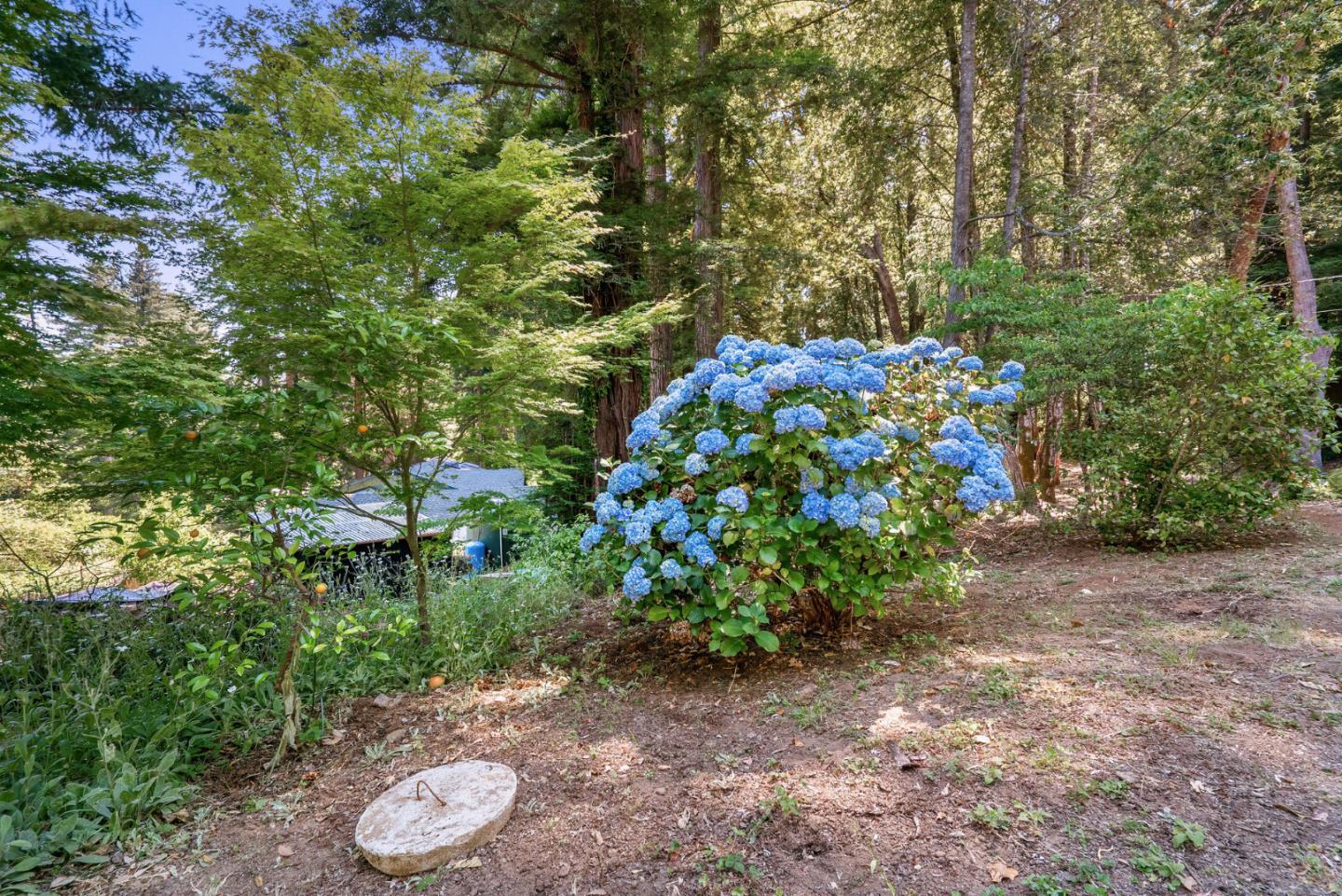 111 Carter Road Santa Cruz, CA 95060 - Photo 49 of 64 a backyard of a house with lots of green space
