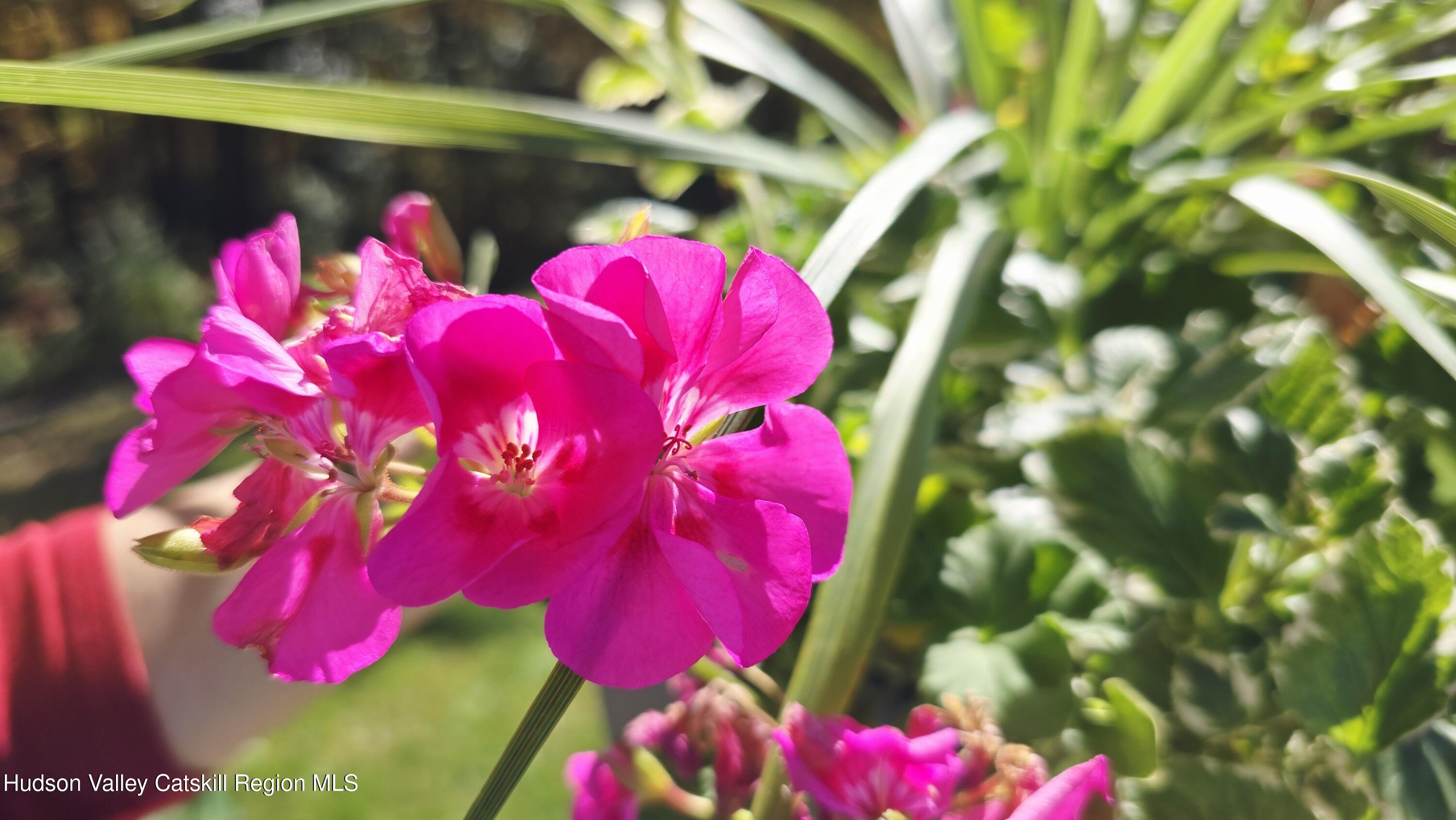 3124-3100 County Rte 9 Canaan, NY 12060 - Photo 2 of 45 a view of a flower