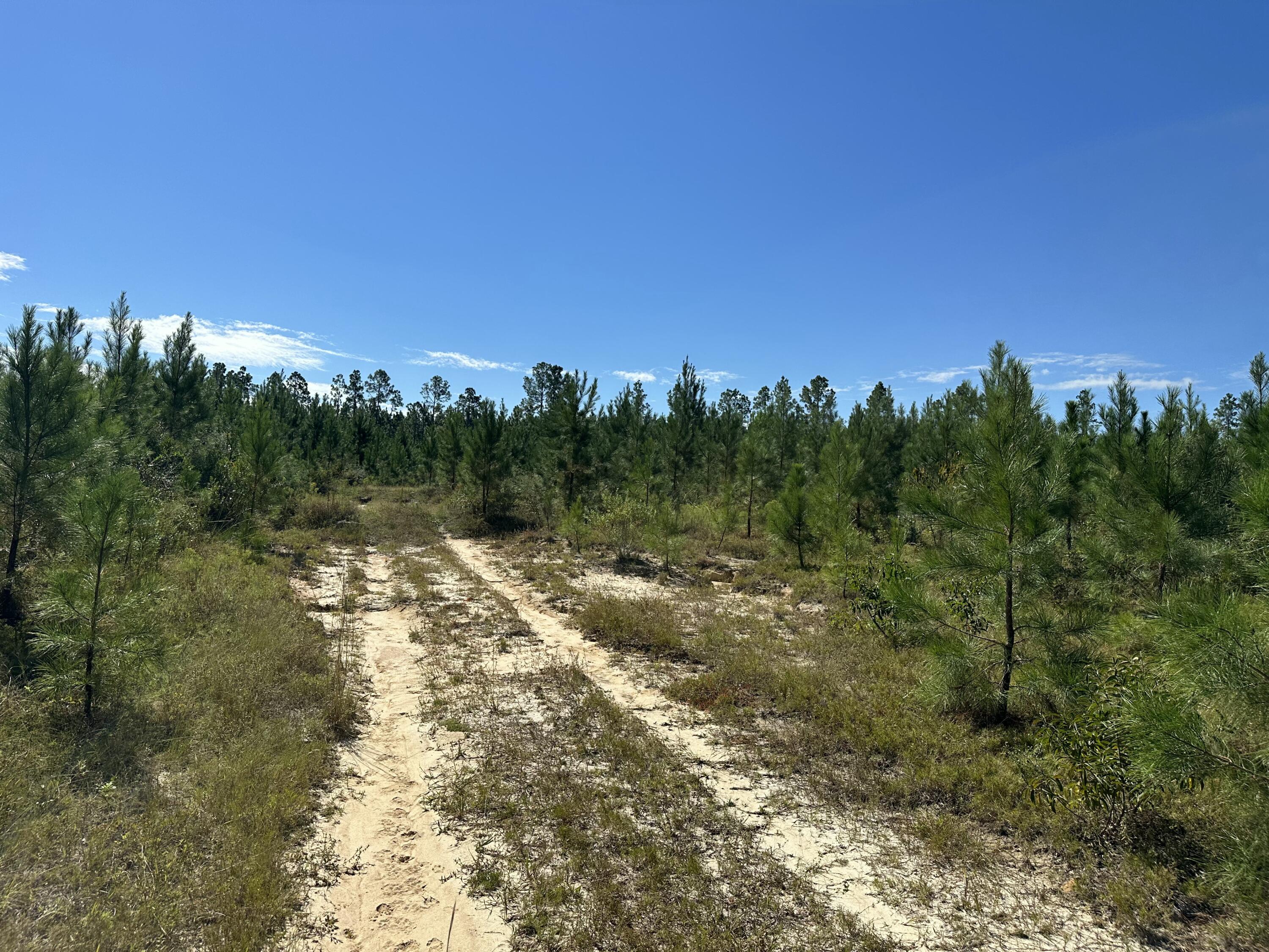 Parcel B Millside Road Laurel Hill, FL 32567 - Photo 7 of 11 a view of a yard with a tree