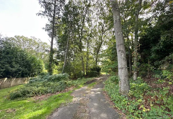 a view of a forest with trees in the background