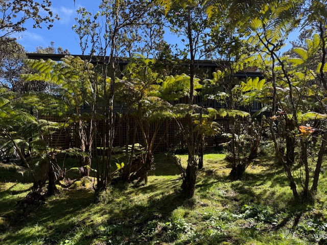 11-3763 10th Street Volcano, HI 96785 - Photo 22 of 28 a view of a tree in a yard