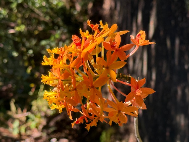 11-3763 10th Street Volcano, HI 96785 - Photo 27 of 28 a backyard of a house