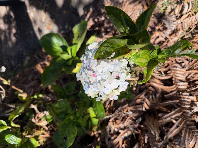 11-3763 10th Street Volcano, HI 96785 - Photo 28 of 28 a picture of flowers