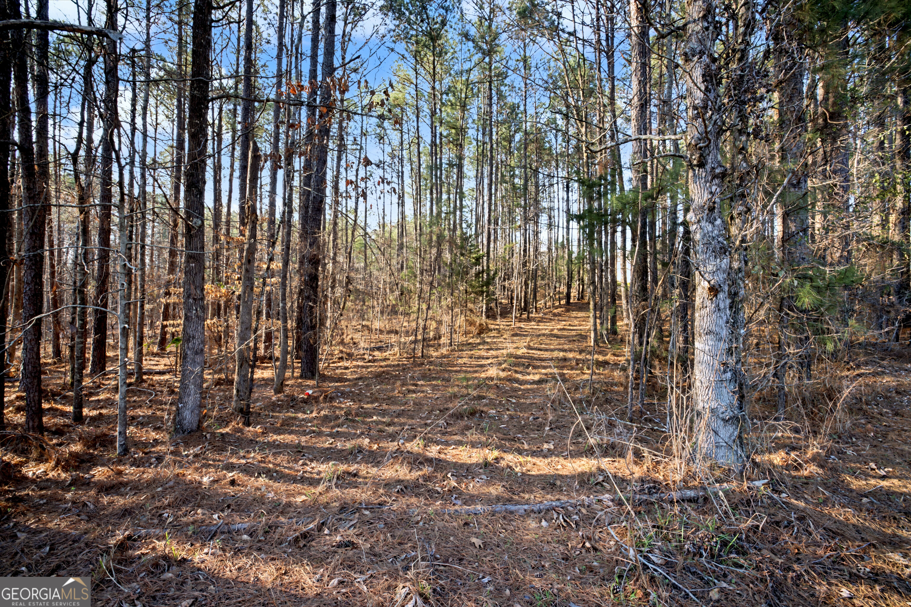 598 Pea Ridge Road Juliette, GA 31046 - Photo 5 of 18 a view of yard