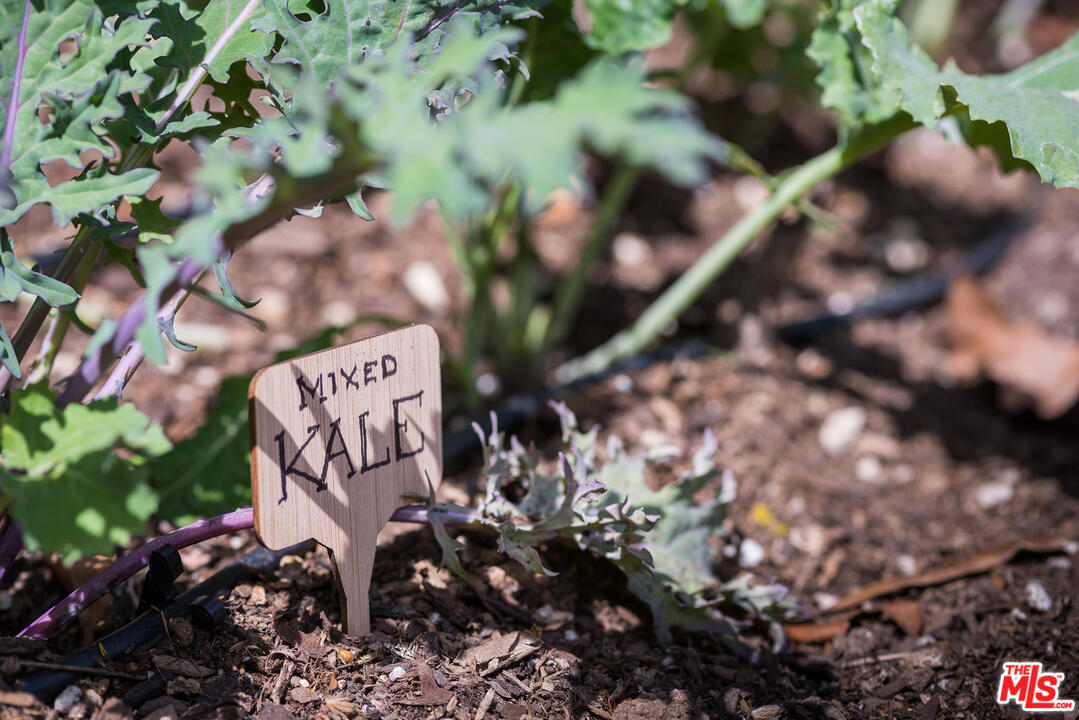 919 Rivas Canyon Road Pacific Palisades, CA 90272 - Photo 29 of 43 a view of a plant
