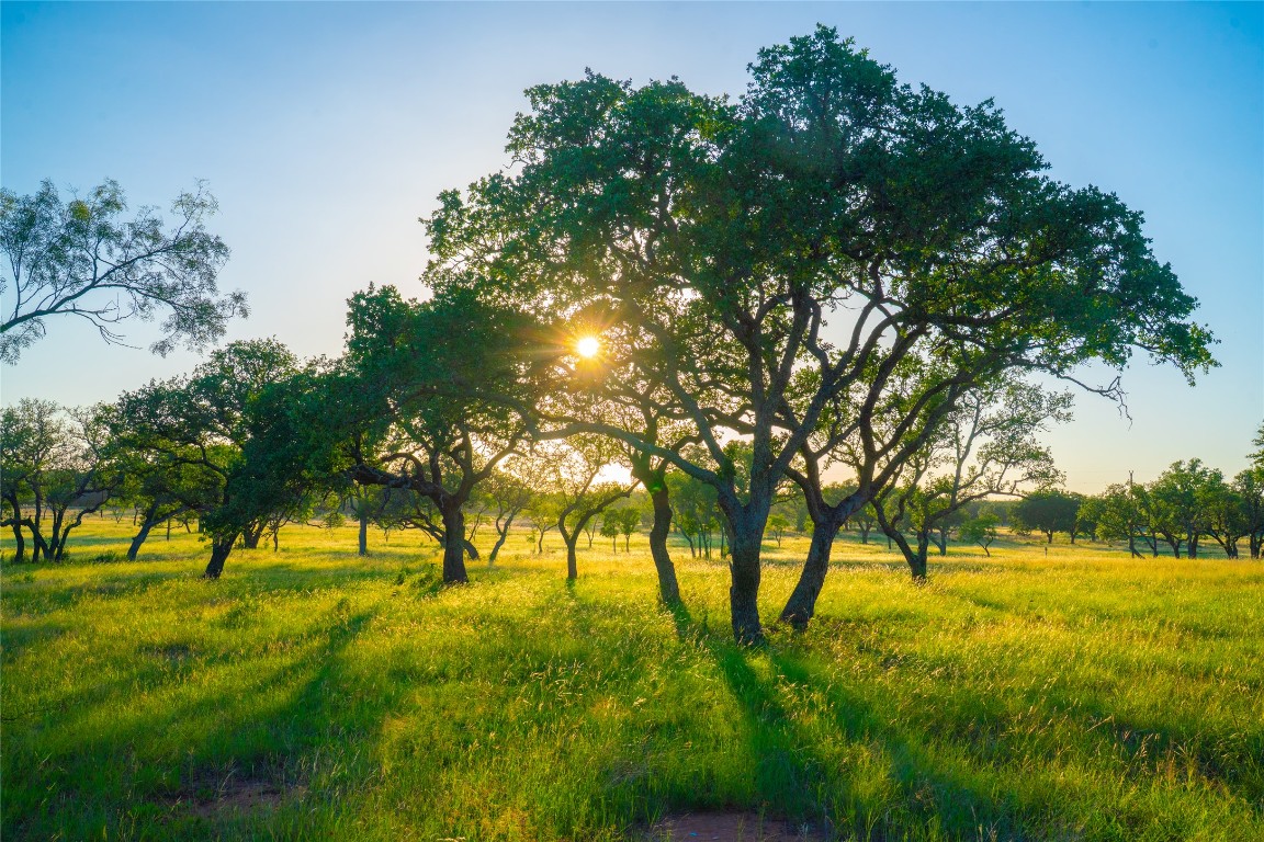 a view of yard with large trees