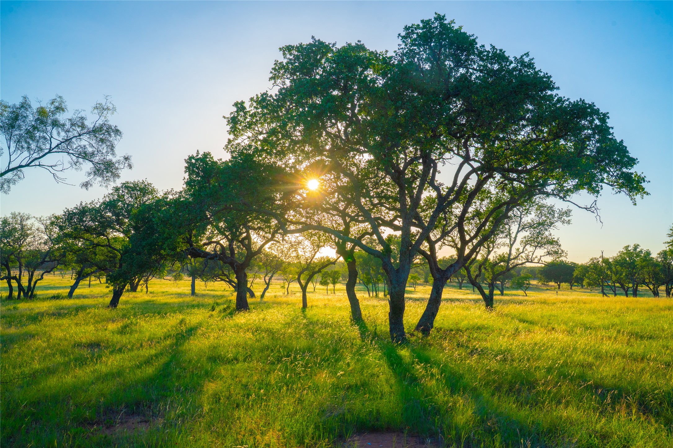 a view of yard with large trees