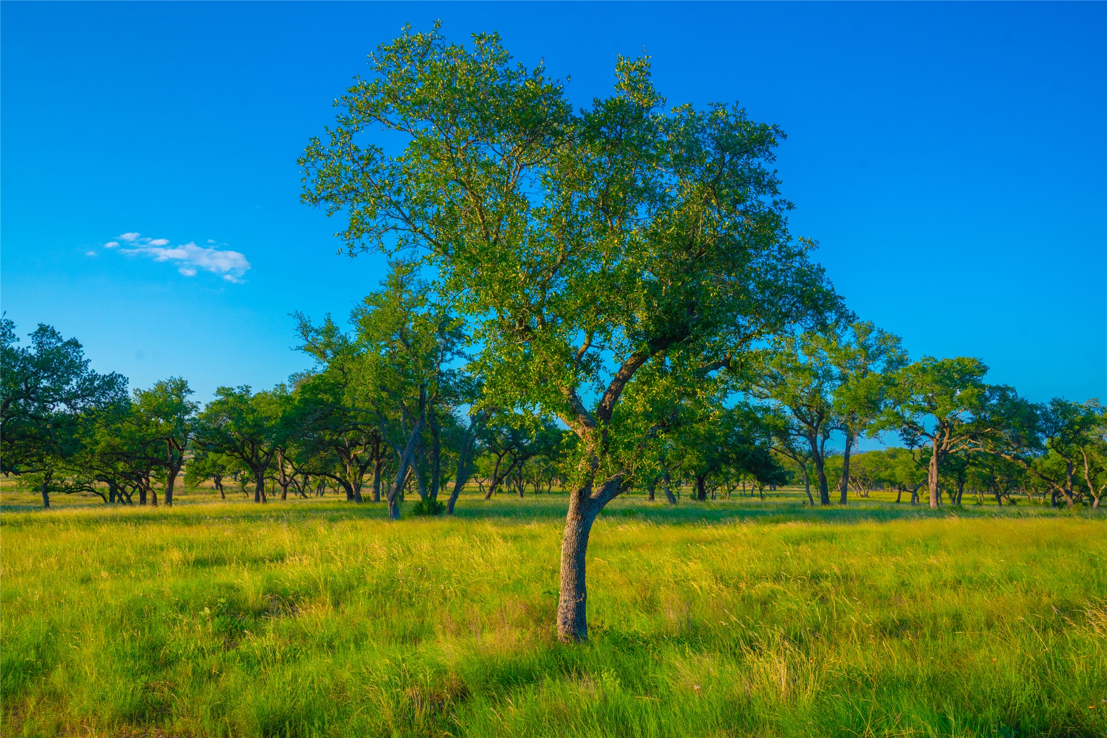 0 Rolling Oaks Ranch Johnson City, TX 78636 - Photo 12 of 30 a view of yard with swimming pool and green space