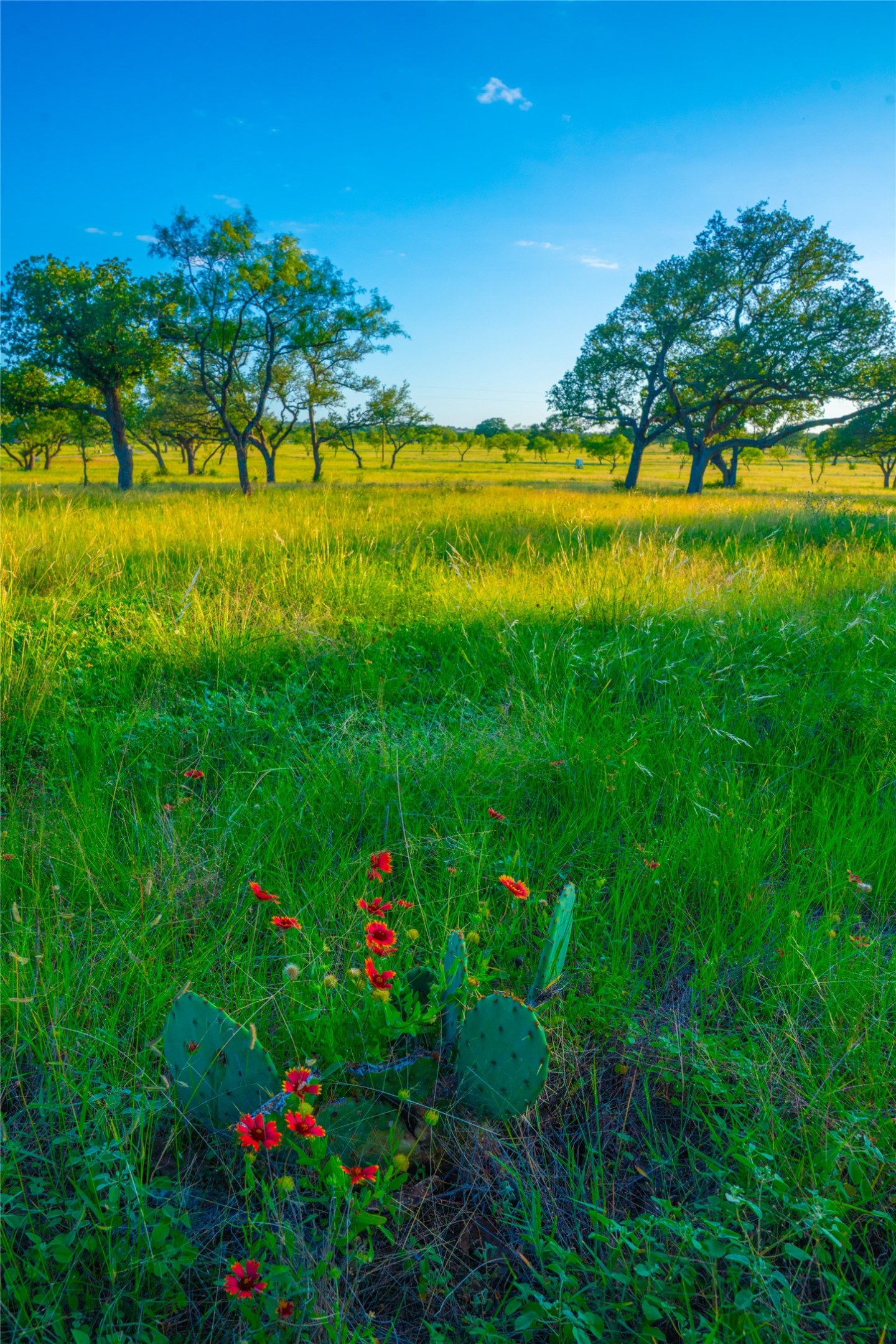 0 Rolling Oaks Ranch Johnson City, TX 78636 - Photo 14 of 30 a view of an outdoor space