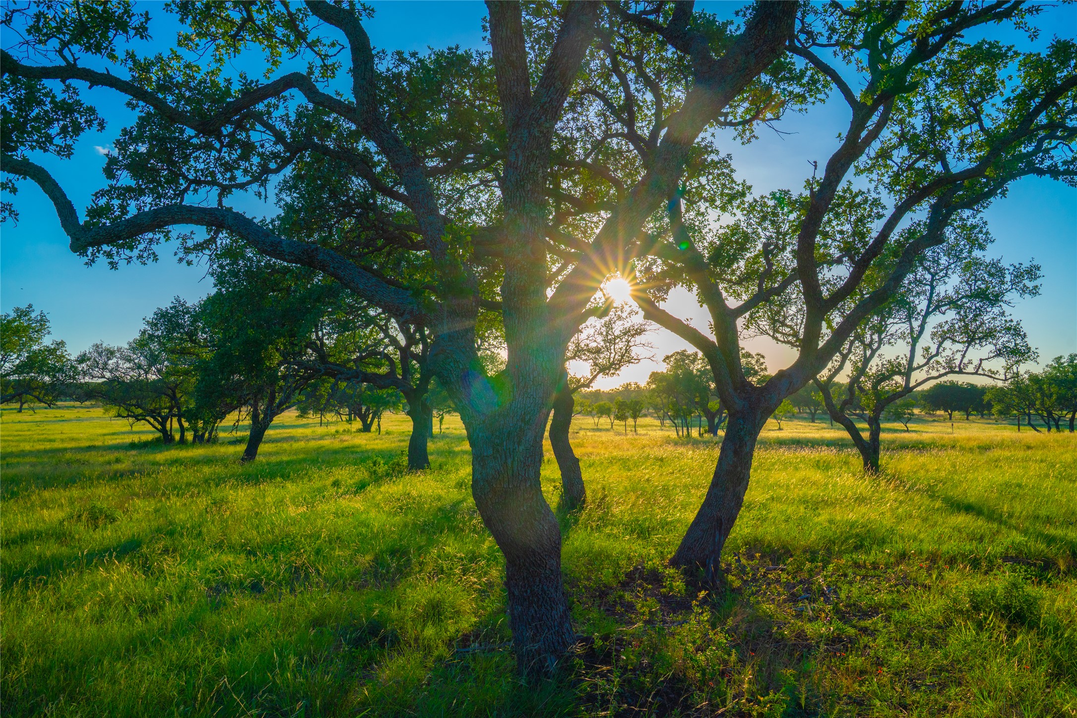 0 Rolling Oaks Ranch Johnson City, TX 78636 - Photo 16 of 30 a view of an trees with a yard