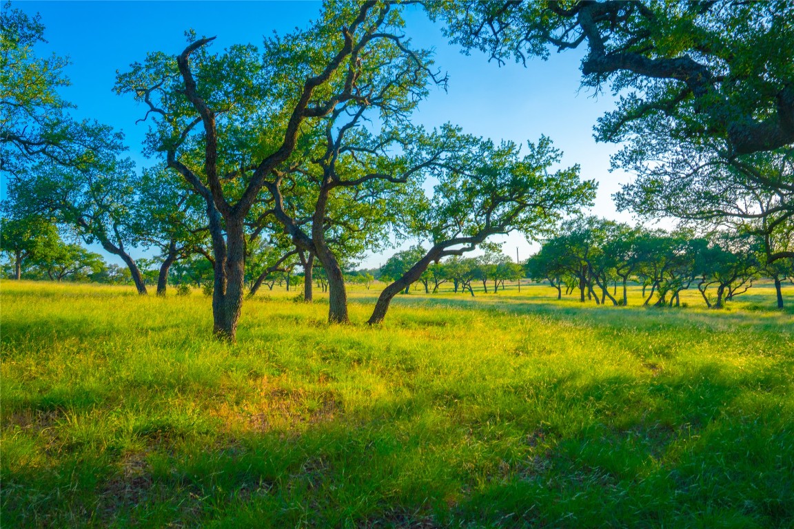 0 Rolling Oaks Ranch Johnson City, TX 78636 - Photo 19 of 30 a view of a yard with a tree
