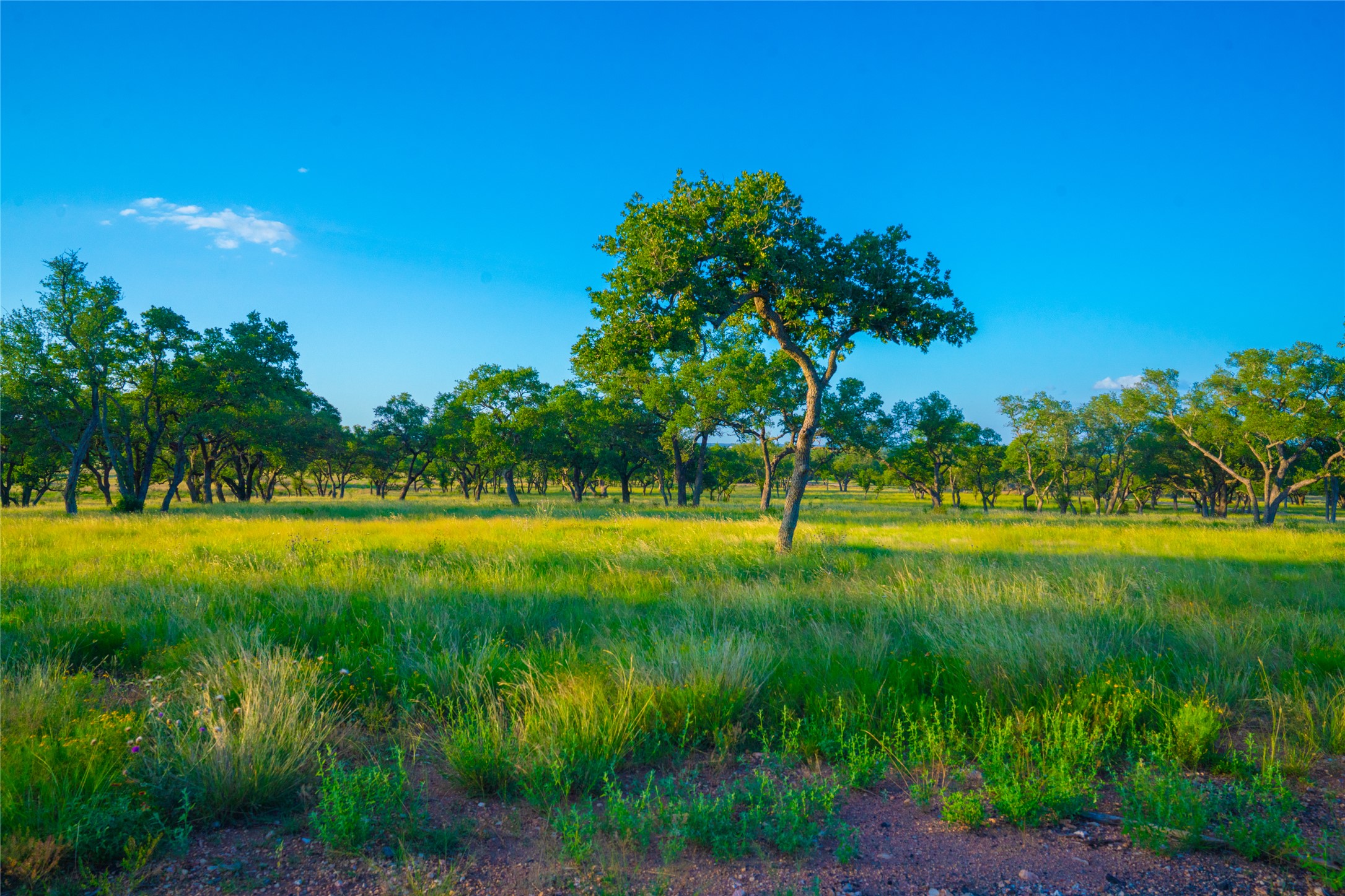 0 Rolling Oaks Ranch Johnson City, TX 78636 - Photo 22 of 30 a view of a big yard with a large trees