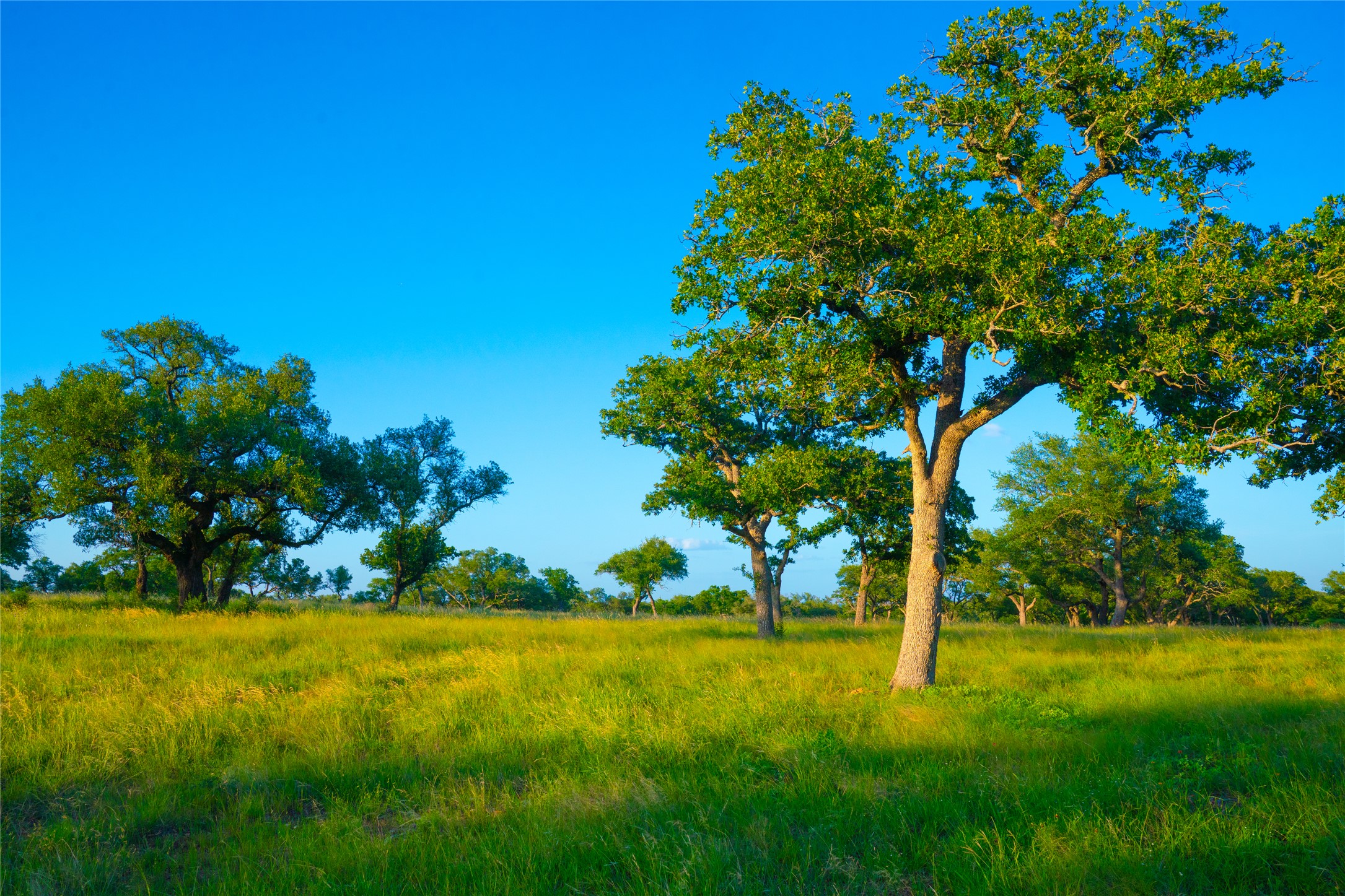 0 Rolling Oaks Ranch Johnson City, TX 78636 - Photo 5 of 30 a view of a yard with a tree