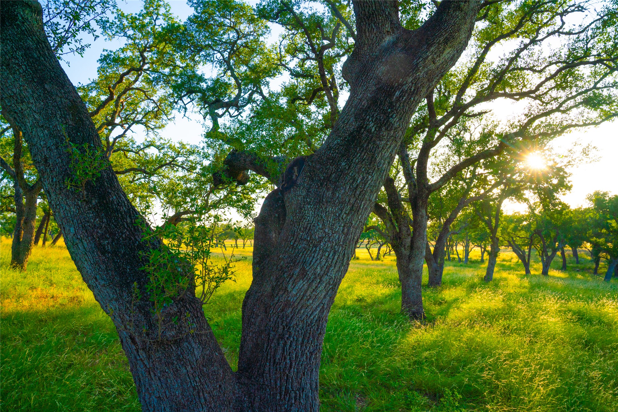 0 Rolling Oaks Ranch Johnson City, TX 78636 - Photo 10 of 30 a view of yard with trees