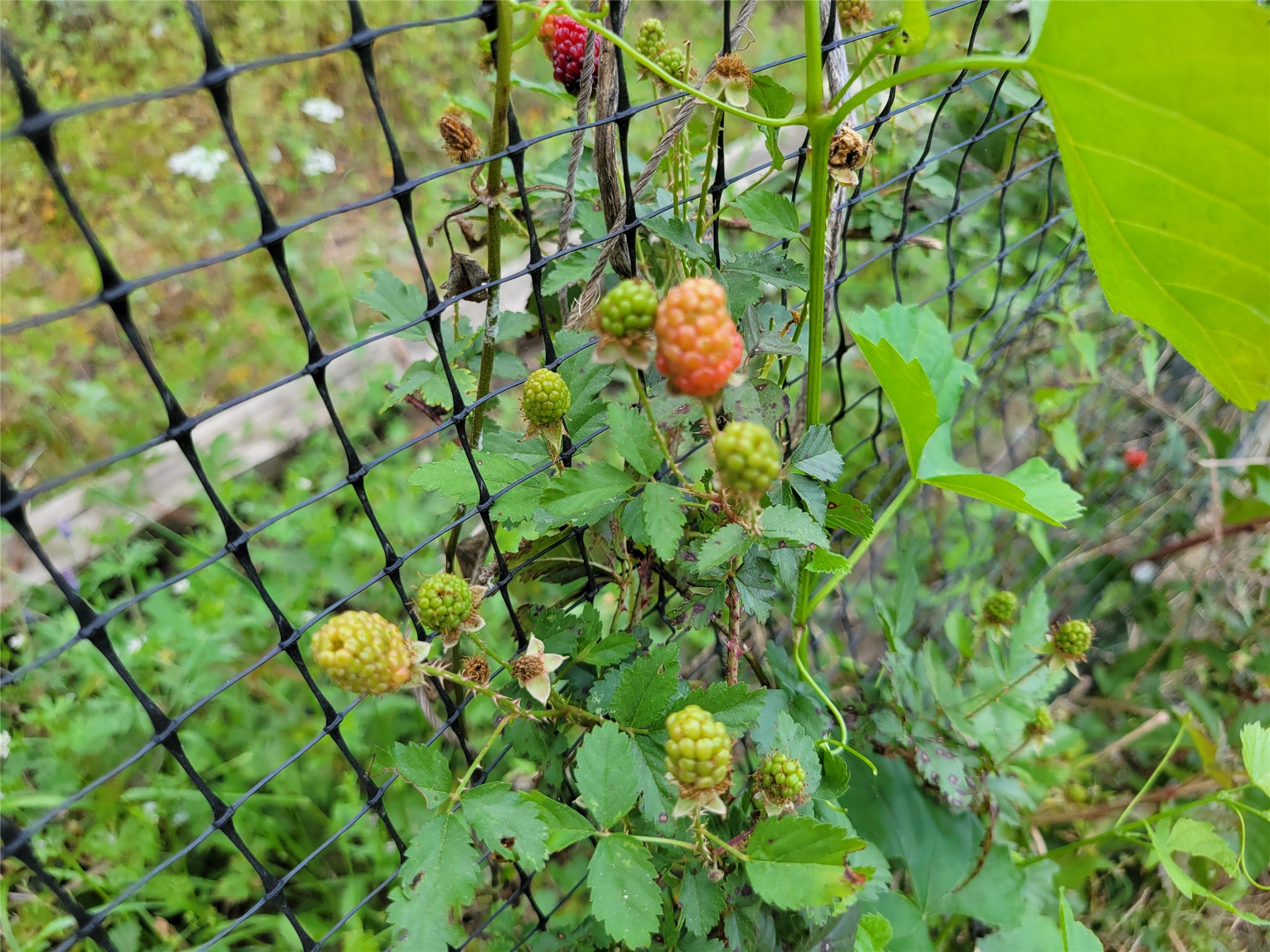 13534 Walker Road Conroe, TX 77302 - Photo 40 of 46