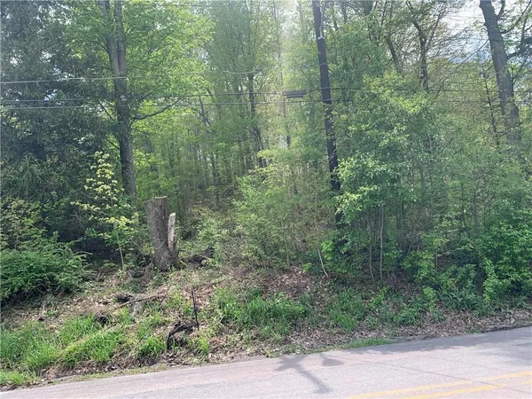 a view of a forest with trees