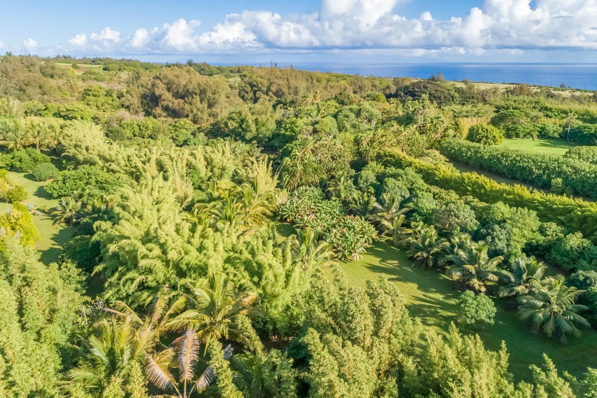Union Mill Road Kapaau, HI 96755 - Photo 16 of 24 a view of a yard of a house with a yard