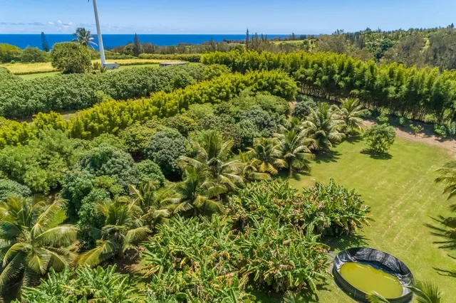 a view of a forest with a house