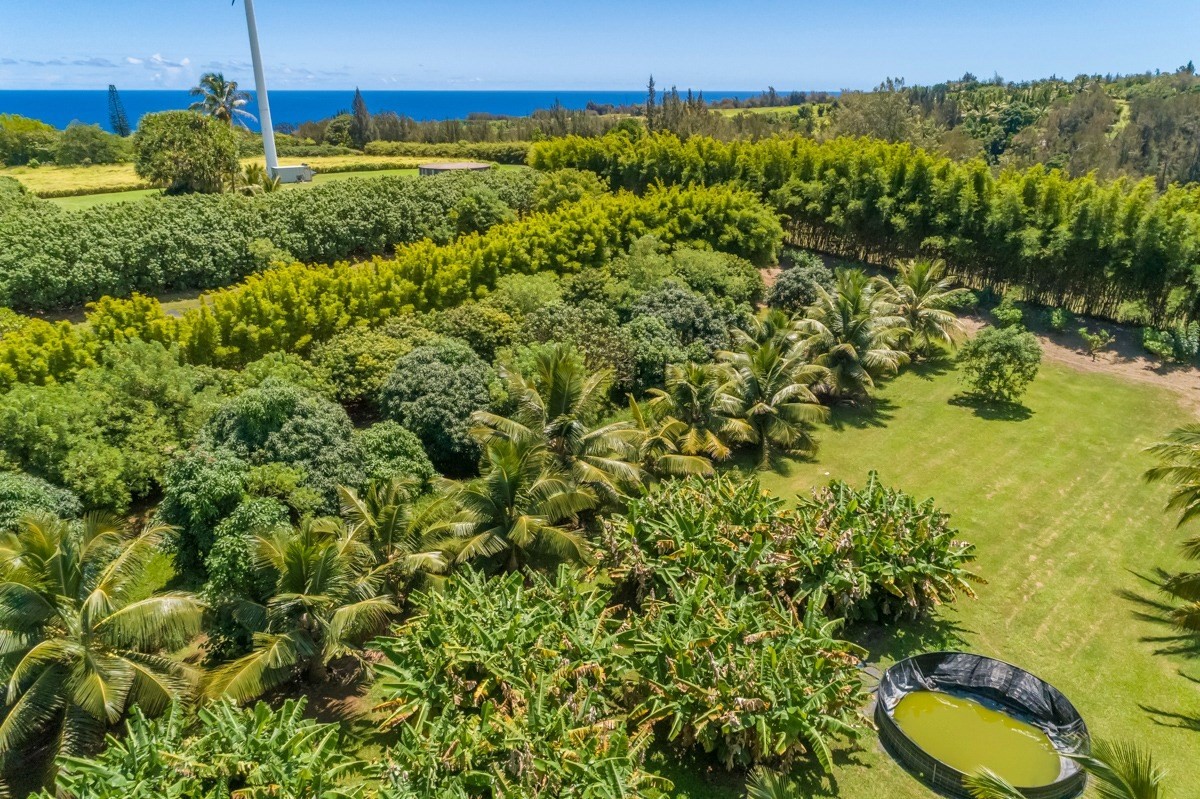 Union Mill Road Kapaau, HI 96755 - Photo 5 of 24 a view of a bunch of trees and bushes