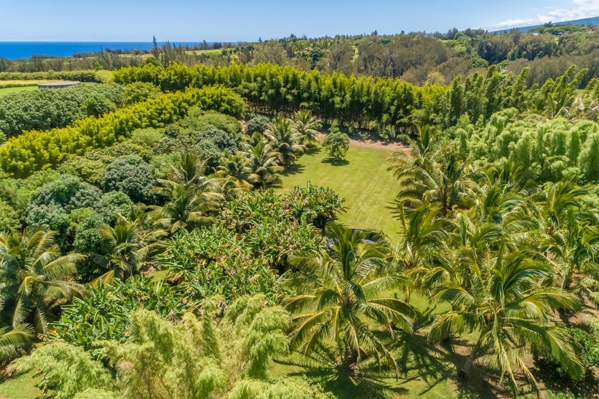 Union Mill Road Kapaau, HI 96755 - Photo 6 of 24 a view of a forest with a house