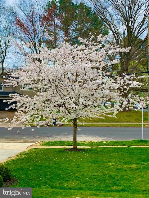 1122 Waynewood Boulevard Alexandria, VA 22308 - Photo 37 of 51