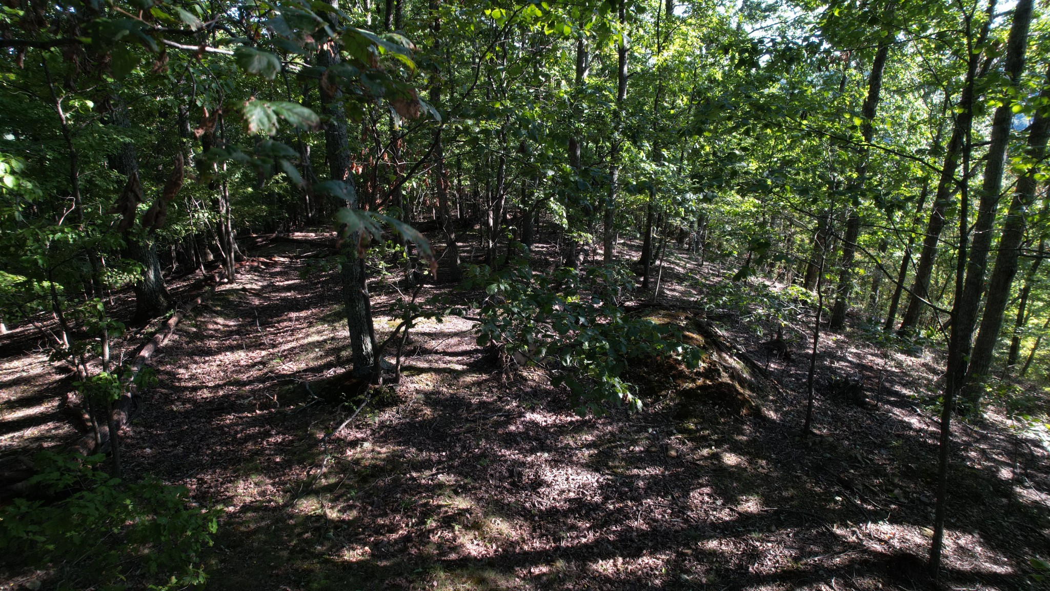 2808 Greer Road Goodlettsville, TN 37072 - Photo 4 of 37 a view of a tree