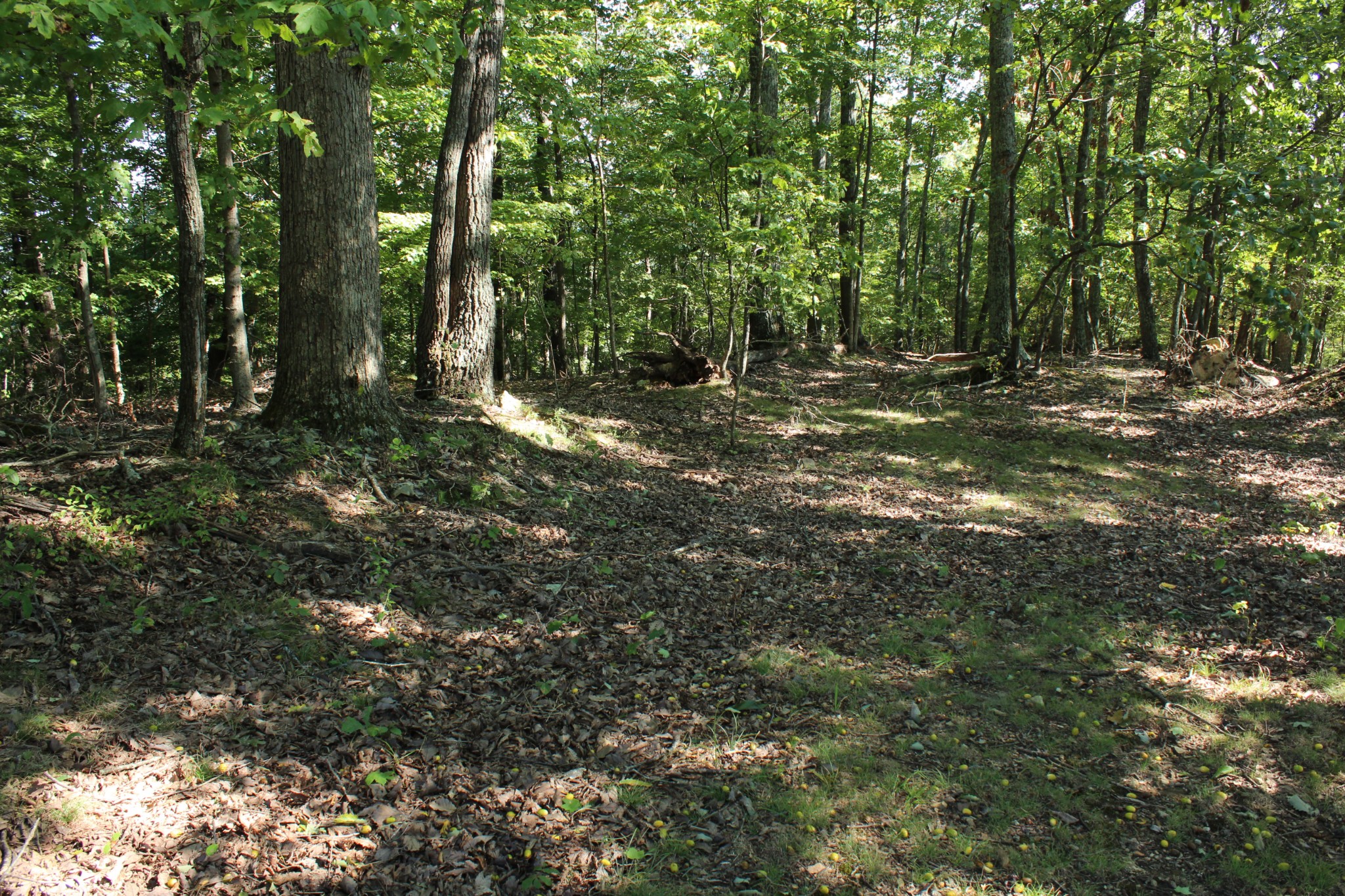 2808 Greer Road Goodlettsville, TN 37072 - Photo 34 of 37 a view of outdoor space with lots of trees