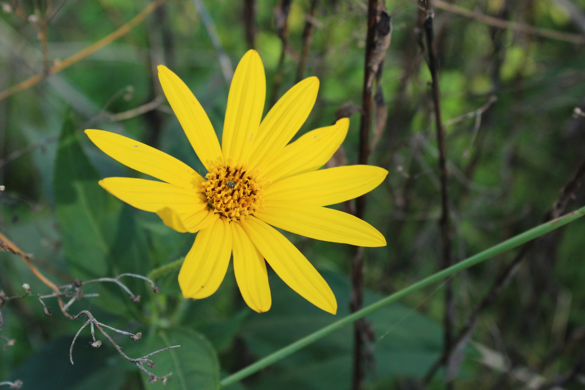 2808 Greer Road Goodlettsville, TN 37072 - Photo 35 of 37 a view of a swimming pool