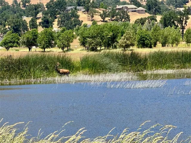 a view of a lake from a yard