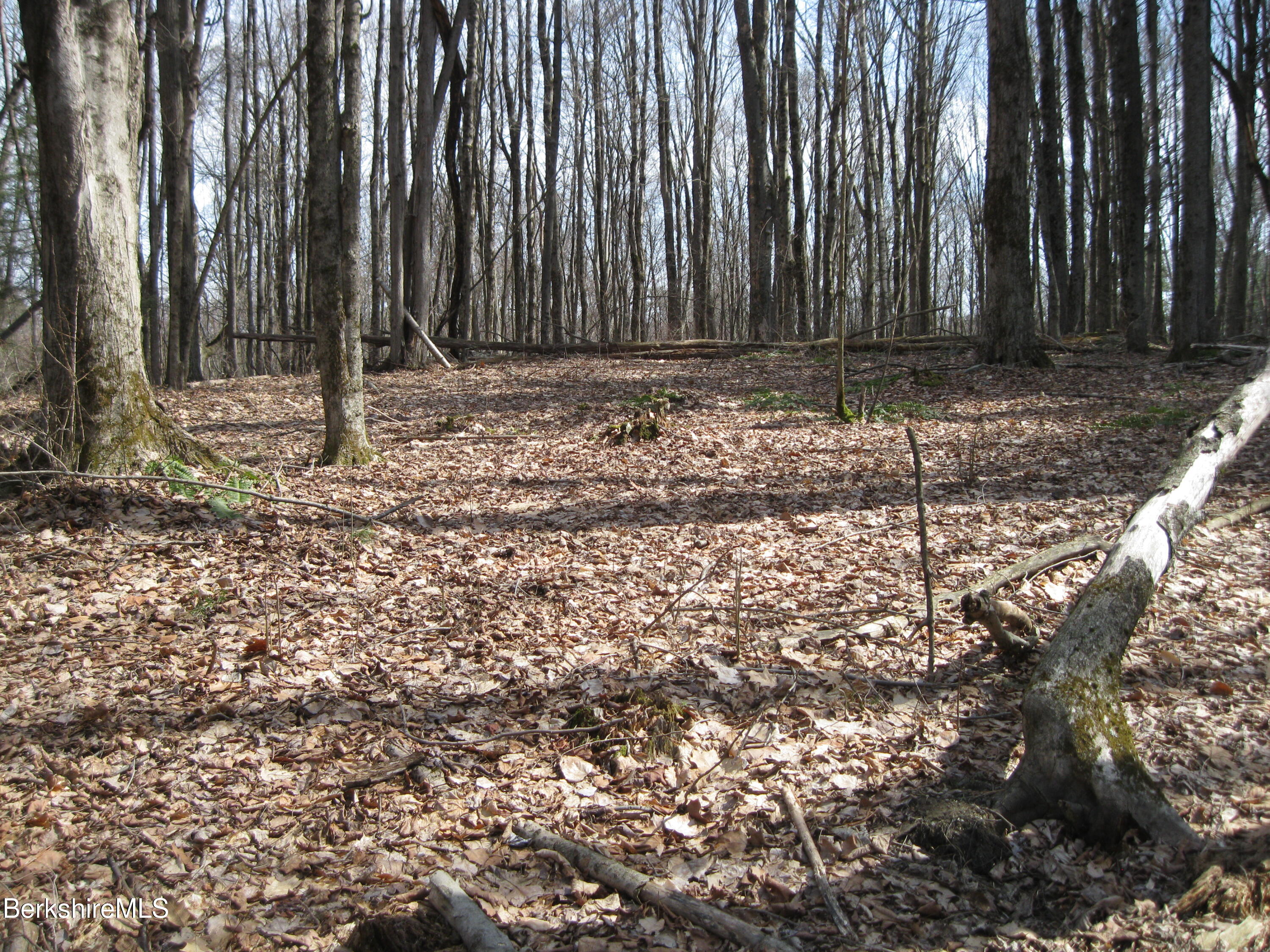 0 Mohawk Lake Road Stockbridge, MA 01262 - Photo 2 of 5 a view of a backyard with trees