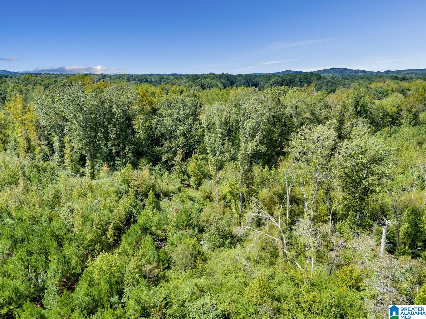 0 Warrior Road Ohatchee, AL 36271 - Photo 8 of 25