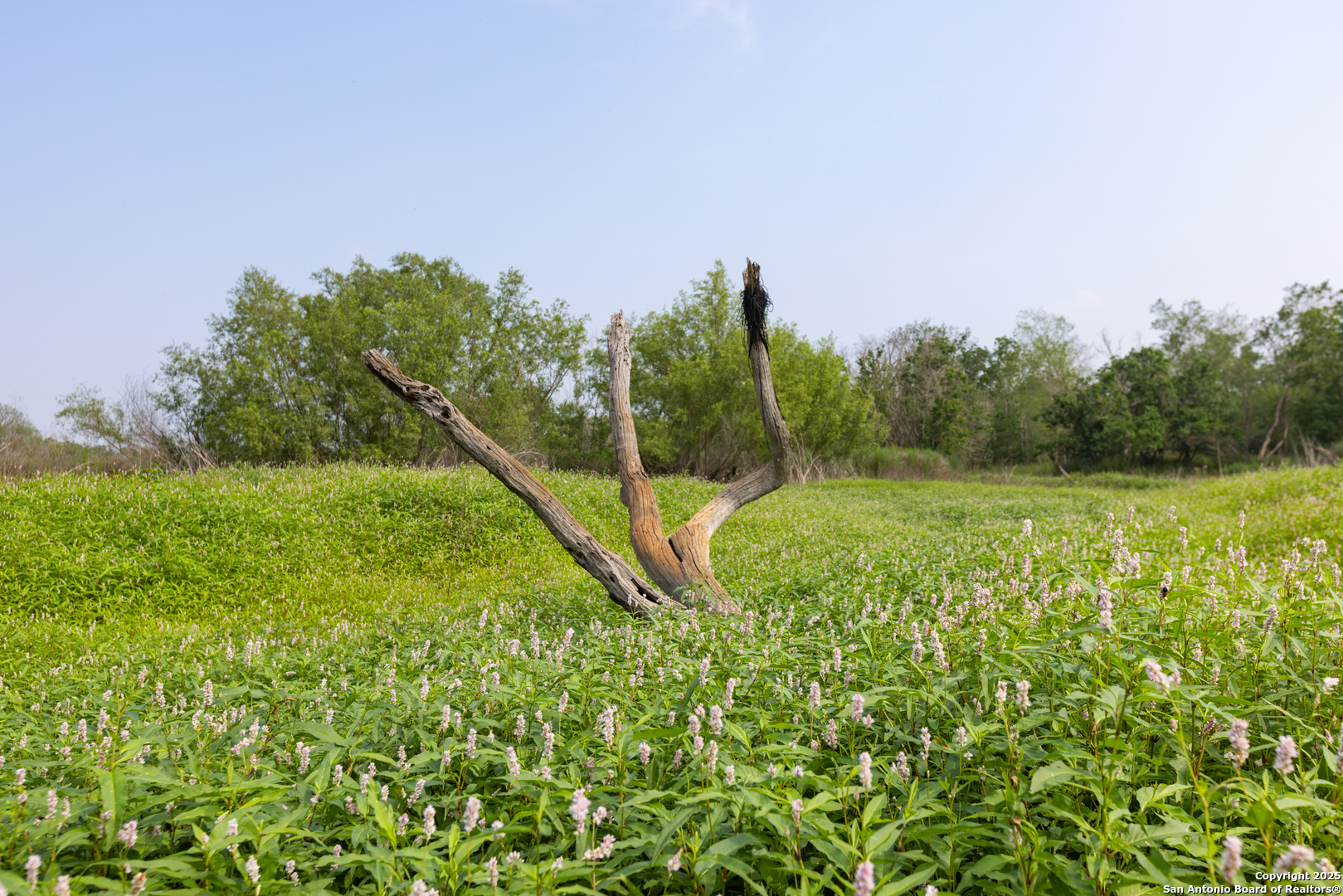 Tract 2 Shepherd Road Atascosa, TX 78002 - Photo 14 of 16 a view of a garden with a small yard