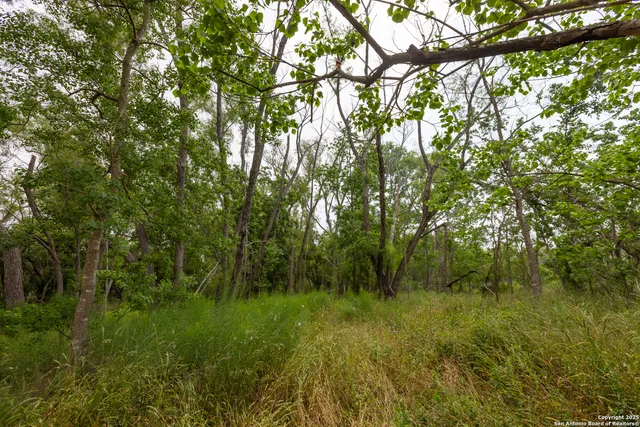 a view of a lush green forest with lots of trees