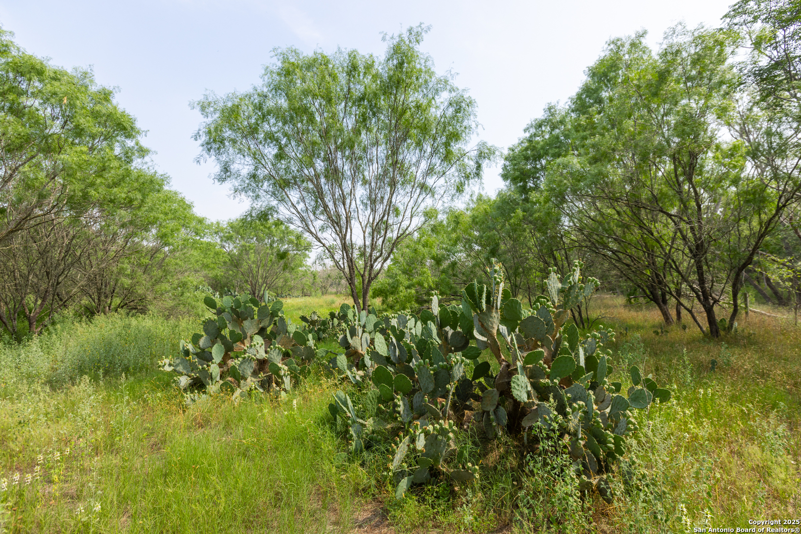 Tract 2 Shepherd Road Atascosa, TX 78002 - Photo 9 of 16 a view of a lush green space