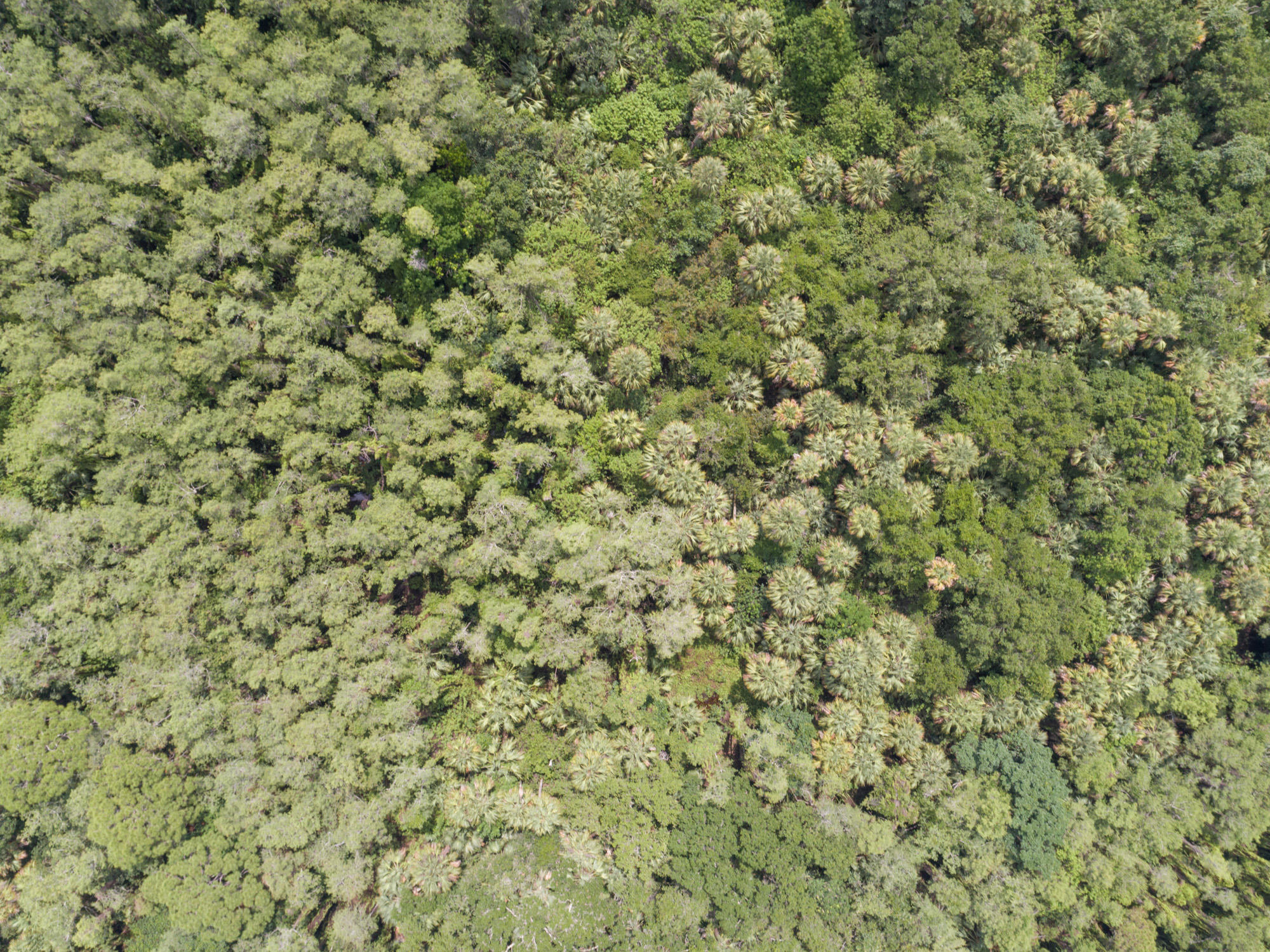 20080 Mack Dairy Road Jupiter, FL 33478 - Photo 6 of 16 Close up of foliage