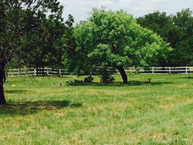 a view of a park with large trees