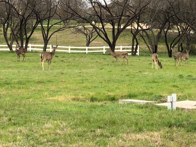 404 Shale Horseshoe Bay, TX 78657 - Photo 2 of 7 a view of yard with green space
