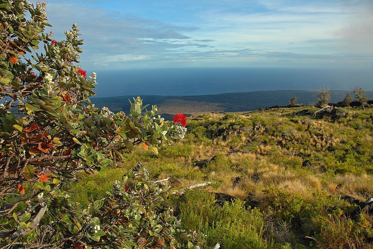27 Kaleponi Road Pahoa, HI 96778 - Photo 14 of 19