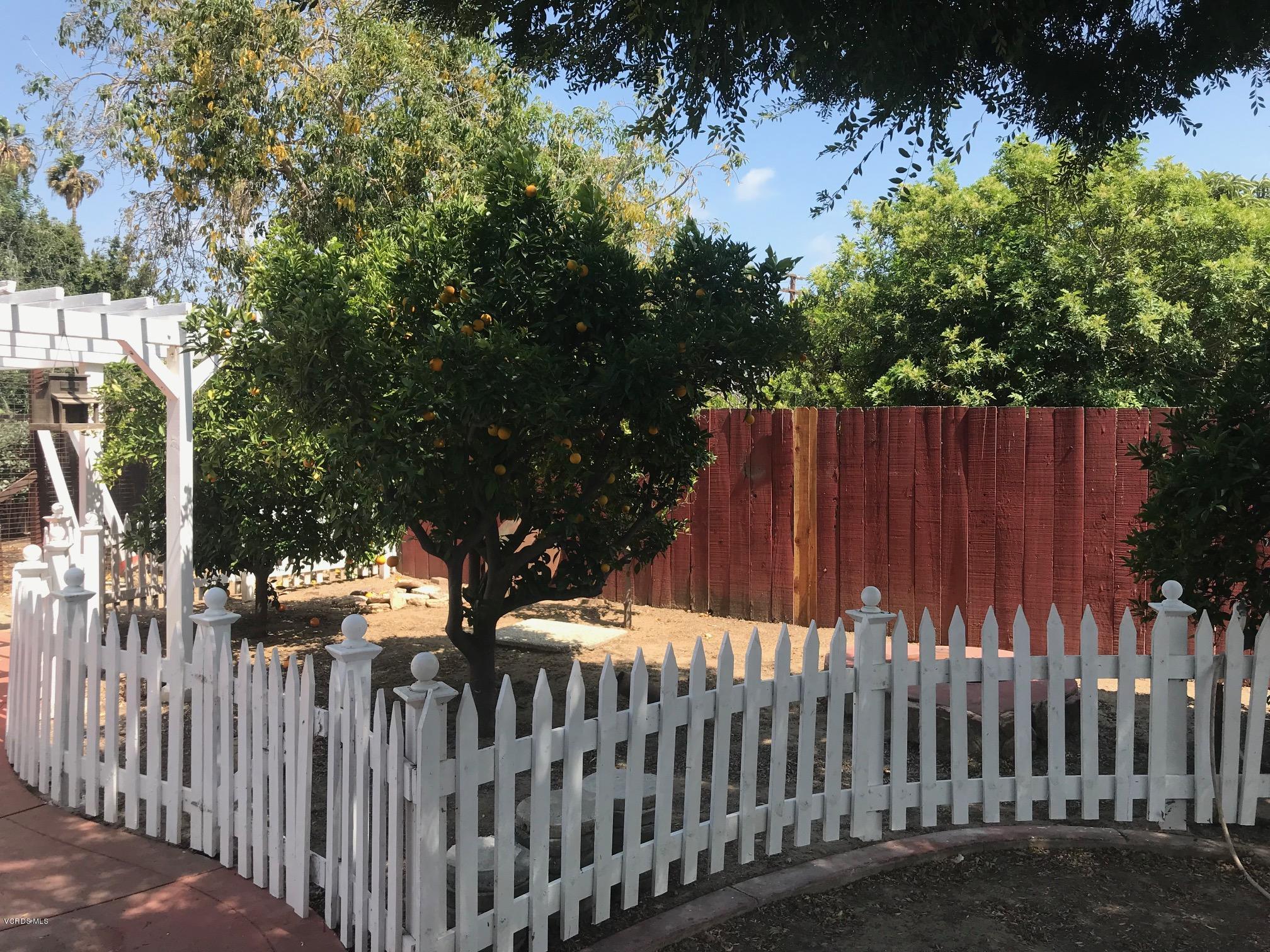 717 Ralph Way Santa Paula, CA 93060 - Photo 6 of 22 Orange tree