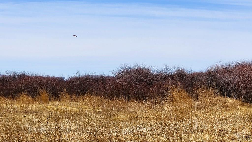 0 County Road Manassa, CO 81141 - Photo 7 of 20