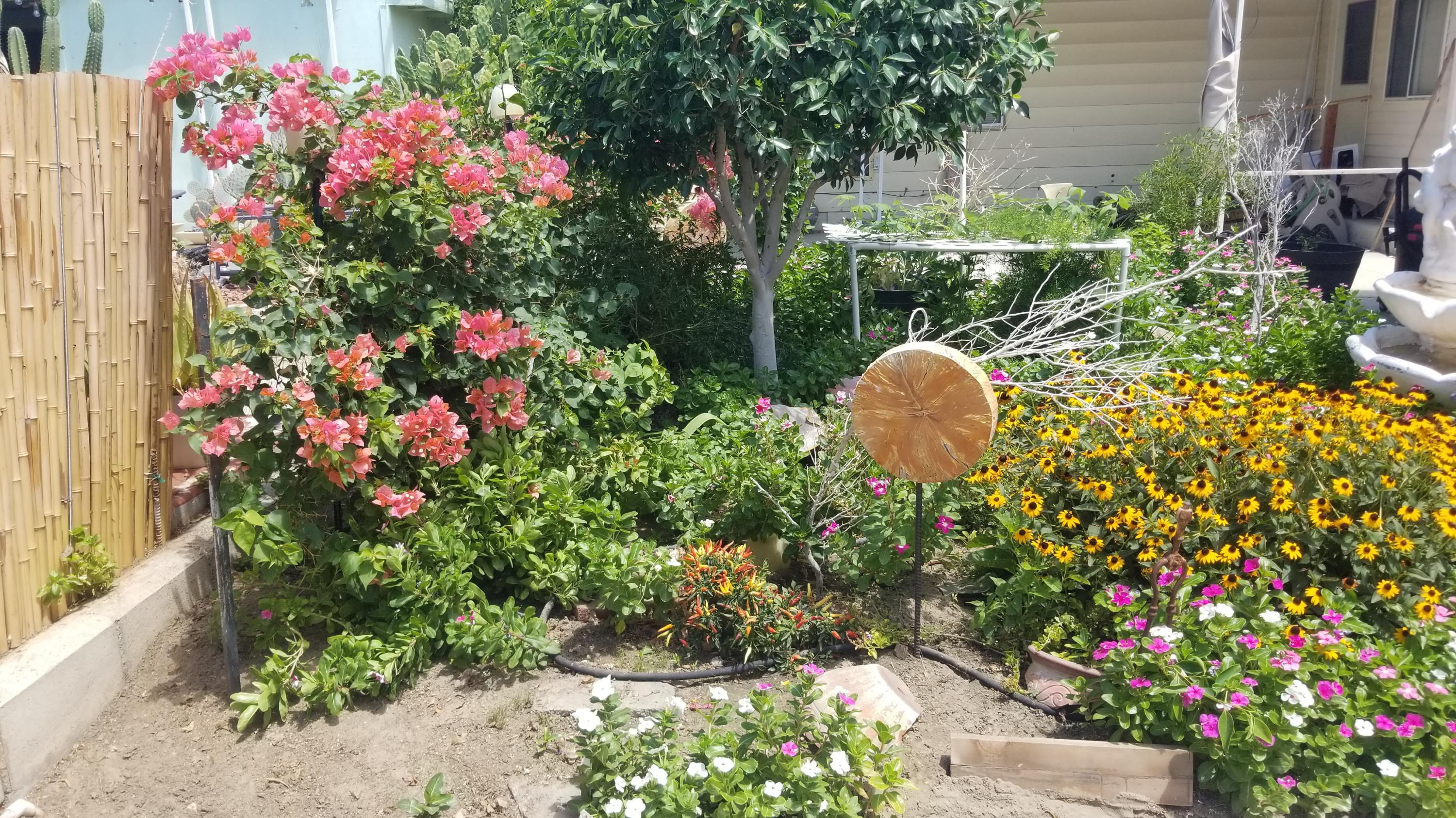 51555 Monroe Street, Unit 26 Indio, CA 92201 - Photo 44 of 54 a view of a garden with flowers and flowers