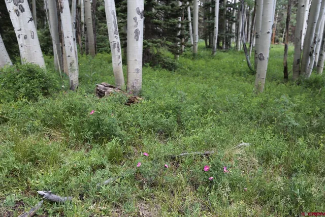 a view of a field with a tree in the background